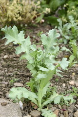 young poppy plant