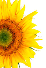 Colorful Sunflower