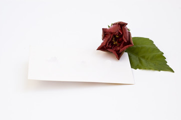 blank card with china rose
