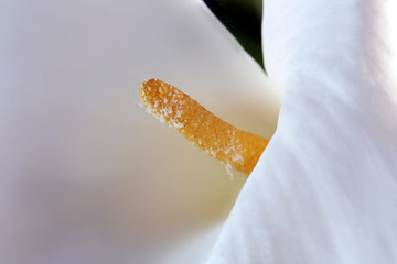 Detail einer Calla-Blüte