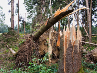 Sturmschaden. Bäume im Wald nach Sturm.