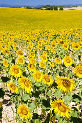 sunflower field, Provence, France