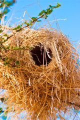 Weaver bird nest hanging in an acacia tree