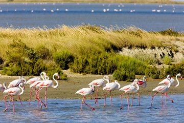 flamingos, Parc Regional de Camargue, Provence, France