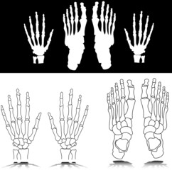 bone hand and foot illustration