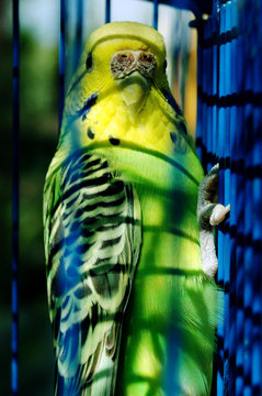 periquito