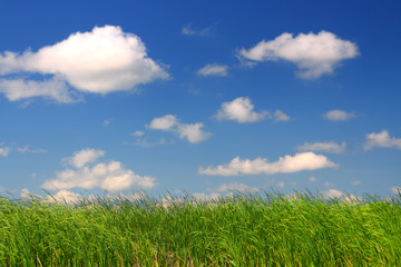 green grass under blue sky