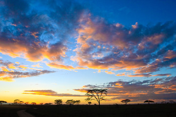 Sunset in the serengeti - obrazy, fototapety, plakaty