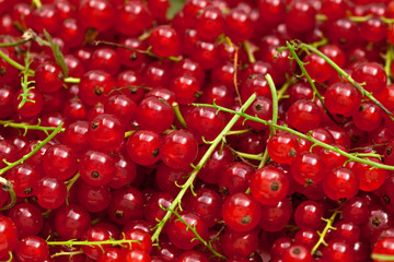 many red currants on ripes close
