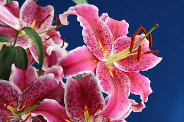 Pink stargazer lily