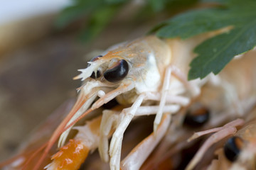 Scampi