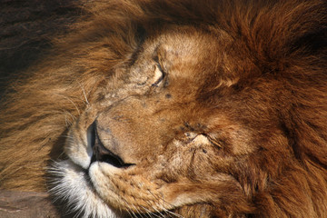 schlafender Löwe