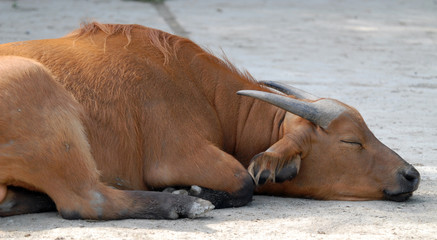 african bull