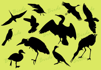 Obraz premium bird