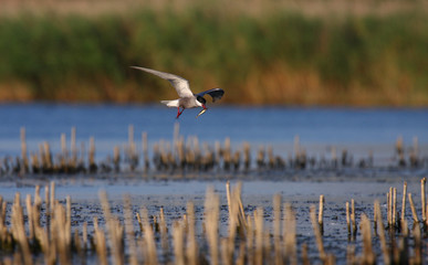 Adult common tern Sterna hirundo flying with catch