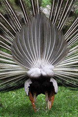 Pfau von hinten