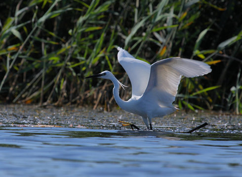 White egret Egreta garzeta fishing
