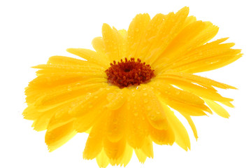 Obraz premium yellow flower