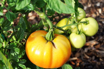 tomates