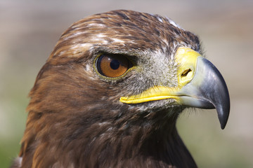 steppenadler