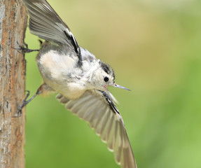 White- Breasted Nuthatch