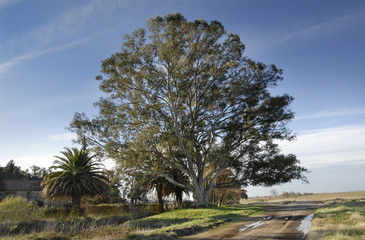 campo 1
