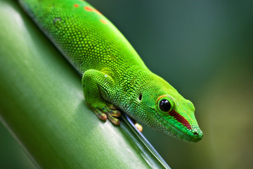 Green gecko