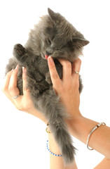 jeune chat qui l&egrave;che