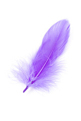 Blue Feather