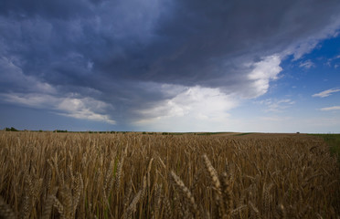 Stormy sky over field of barley in summer