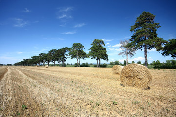 Obraz premium Hay bales and Douglas pine