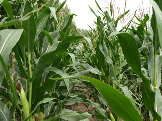 Maisfeld schön strukturiert