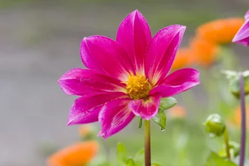 Photo sur Plexiglas Dahlia dahlia flower in close up