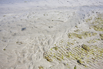 part of a beach with algae