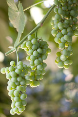 Grappoli d'uva