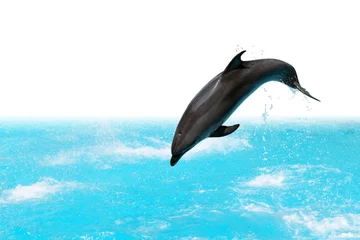  springende dolfijn © cosma
