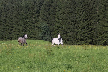 Naklejka premium pferde auf weide