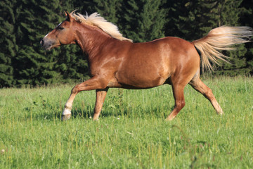 Obraz premium haflinger hat spaß