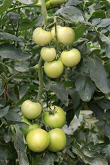 green tomatoes