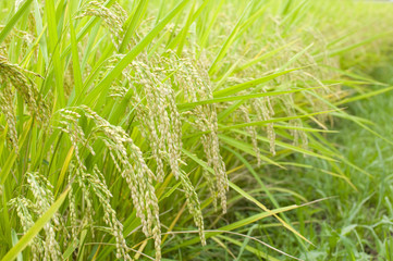 稲穂
