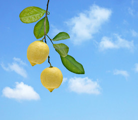 Lemon on branch isolated on white background