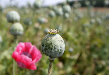 Poppy field