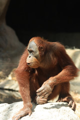 Naklejka premium orangutan