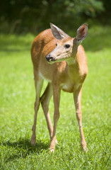 doe on the lawn
