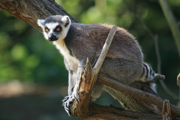lemur monkey