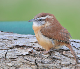 Carolina Wren