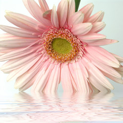 gerbera rose