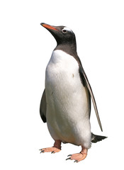 Gentoo penguin with clipping path - 15896258