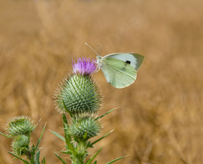 Schmetterling auf Diestelblüte