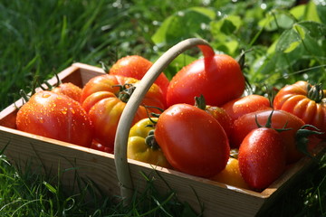 panier de tomates